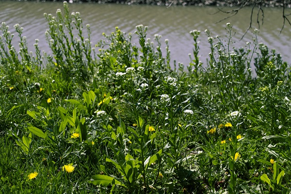 White and yellow flowers with a river in the background