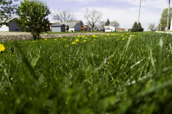 Grass and dandelions. A canal can be seen out of focus in the background