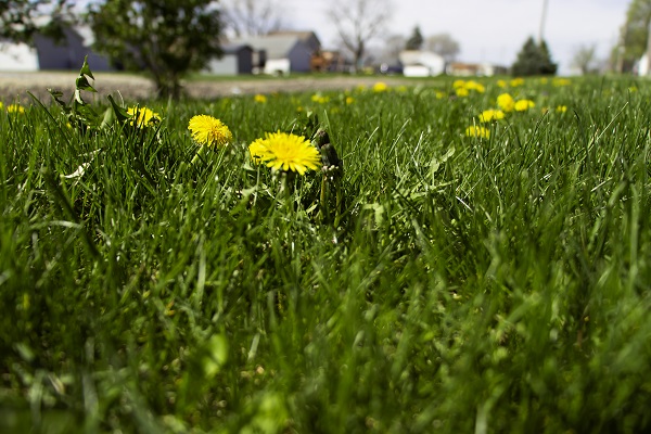 Dandelions on a grassy hill