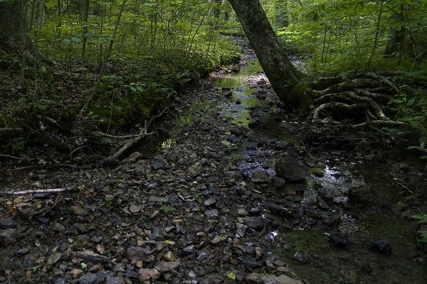 A creek flowing through a forest